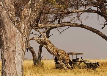 Botswana - Family Safari
